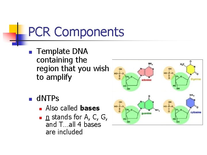 PCR Components n n Template DNA containing the region that you wish to amplify