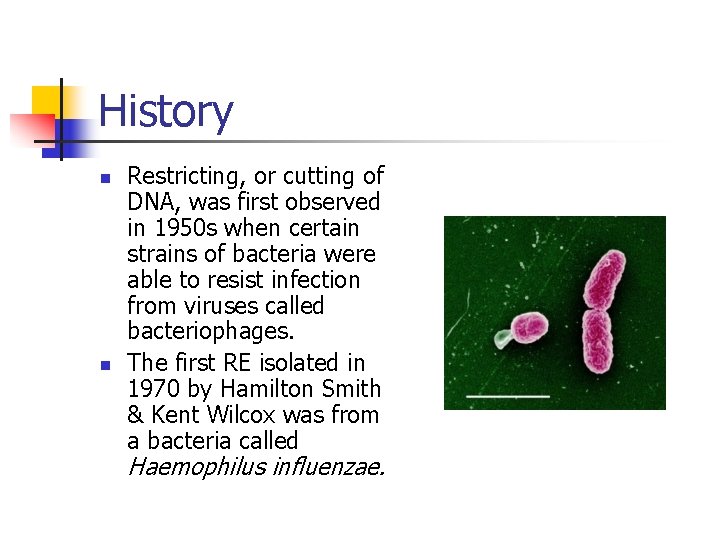 History n n Restricting, or cutting of DNA, was first observed in 1950 s