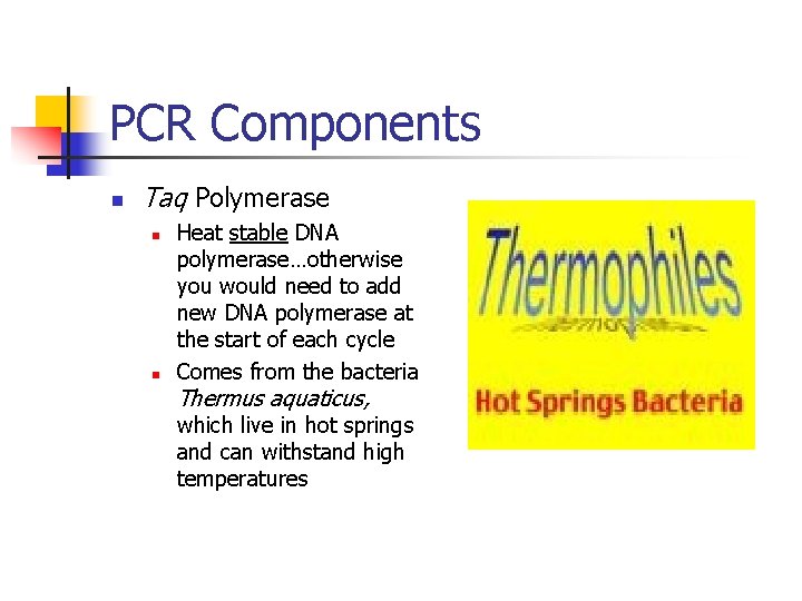 PCR Components n Taq Polymerase n n Heat stable DNA polymerase…otherwise you would need