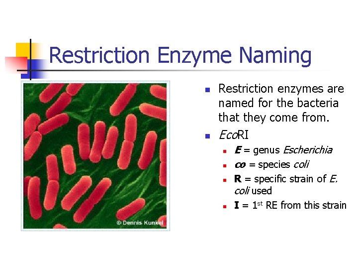 Restriction Enzyme Naming n n Restriction enzymes are named for the bacteria that they