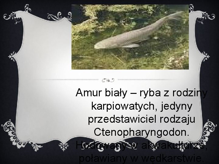 Amur biały – ryba z rodziny karpiowatych, jedyny przedstawiciel rodzaju Ctenopharyngodon. Hodowany w akwakulturze,