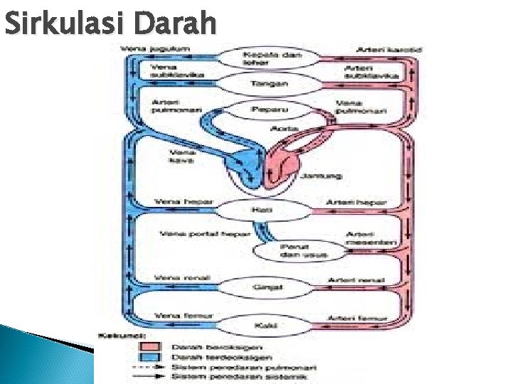 Sirkulasi Darah 