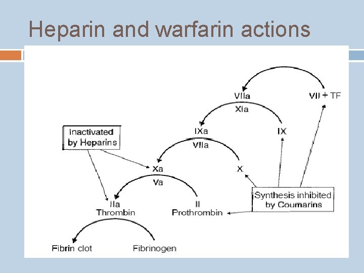 Heparin and warfarin actions 