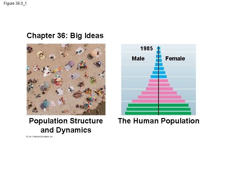 Figure 36. 0_1 Chapter 36: Big Ideas 1985 Male Population Structure and Dynamics Female