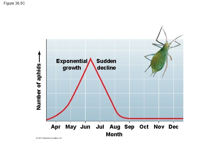 Number of aphids Figure 36. 5 C Exponential growth Apr May Jun Sudden decline