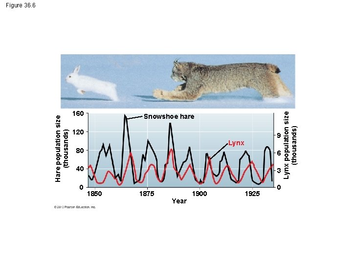 160 Snowshoe hare 120 9 Lynx 80 6 40 3 0 0 1850 1875