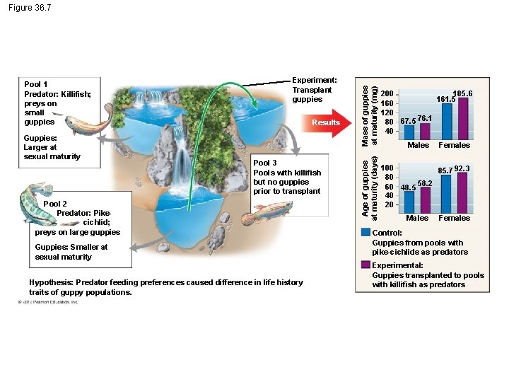 Guppies: Larger at sexual maturity Experiment: Transplant guppies Results Pool 3 Pools with killifish