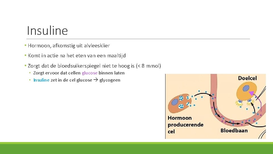 Insuline • Hormoon, afkomstig uit alvleesklier • Komt in actie na het eten van