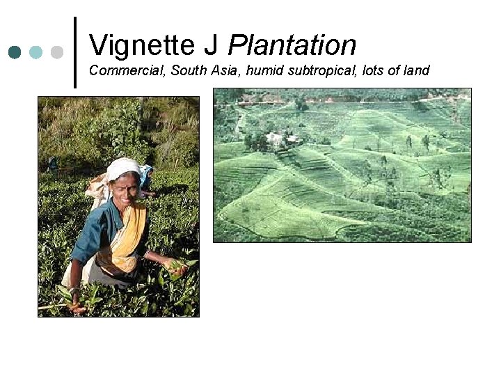 Vignette J Plantation Commercial, South Asia, humid subtropical, lots of land 