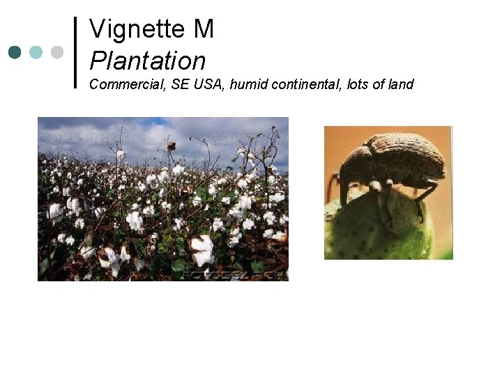 Vignette M Plantation Commercial, SE USA, humid continental, lots of land 