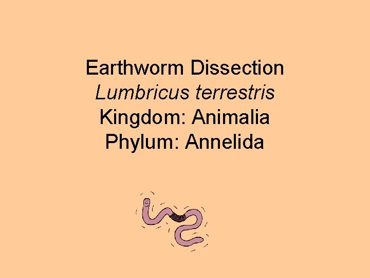 Earthworm Dissection Lumbricus terrestris Kingdom: Animalia Phylum: Annelida 