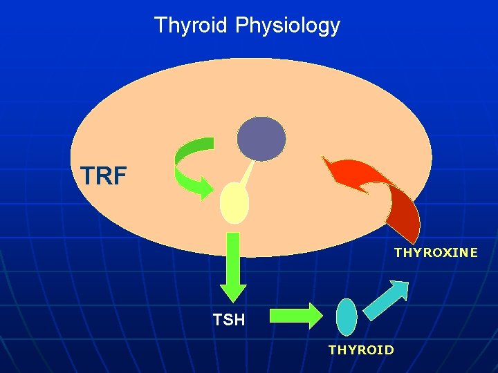 Thyroid Physiology TRF THYROXINE TSH THYROID 