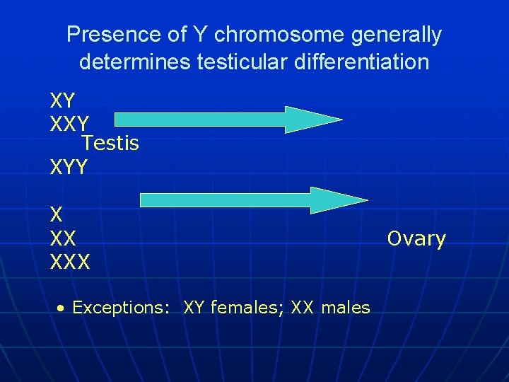 Presence of Y chromosome generally determines testicular differentiation XY XXY Testis XYY X XX