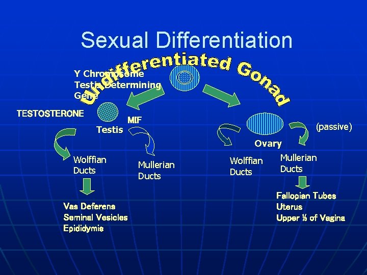 Sexual Differentiation Y Chromosome Testis Determining Gene TESTOSTERONE Testis MIF (passive) Ovary Wolffian Ducts
