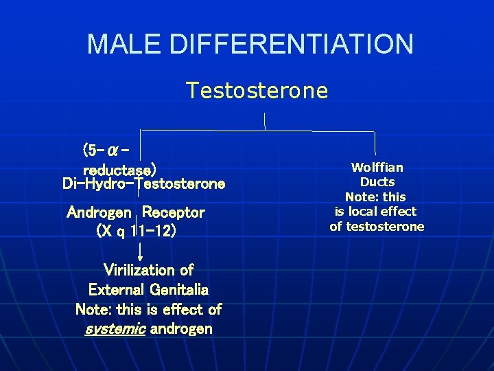 MALE DIFFERENTIATION Testosterone (5 -αreductase) Di-Hydro-Testosterone Androgen Receptor (X q 11 -12) Virilization of