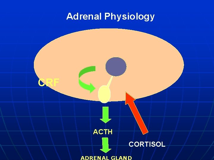 Adrenal Physiology CRF ACTH CORTISOL ADRENAL GLAND 