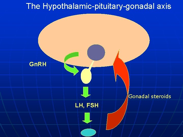 The Hypothalamic-pituitary-gonadal axis Gn. RH Gonadal steroids LH, FSH 