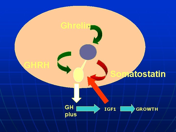 Ghrelin GHRH Somatostatin GH plus IGF 1 GROWTH 