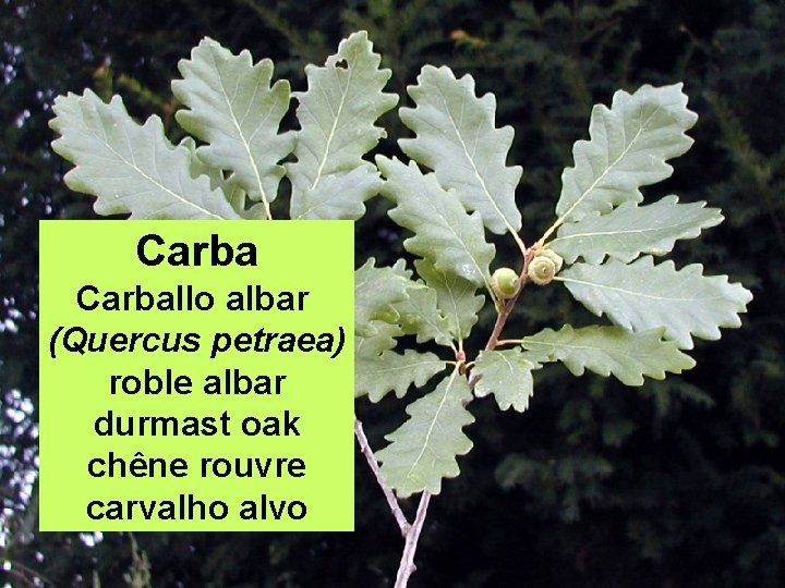 Carballo albar (Quercus petraea) roble albar durmast oak chêne rouvre carvalho alvo 