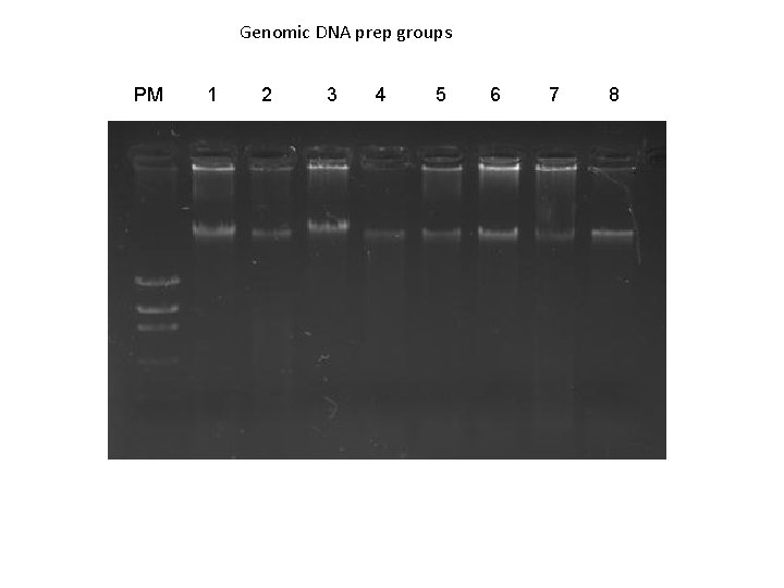Genomic DNA prep groups PM 1 2 3 4 5 6 7 8 