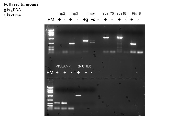 PCR results, groups g is g. DNA C is c. DNA msp 2 msp