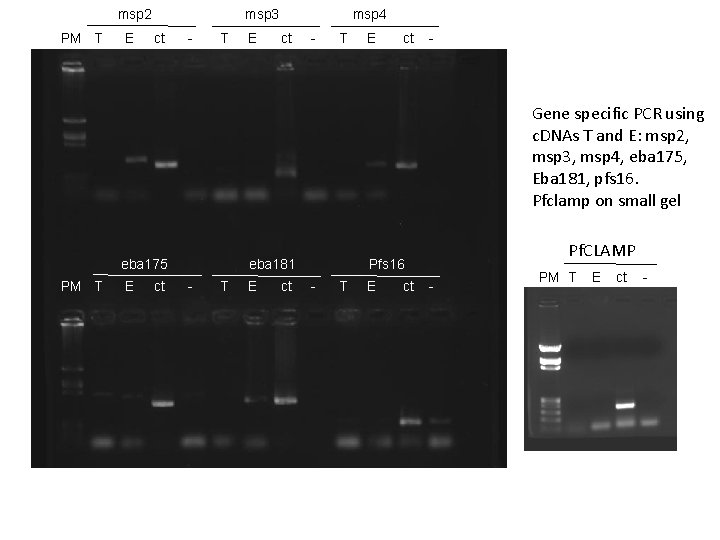 msp 2 PM T E msp 3 ct - T E msp 4 ct