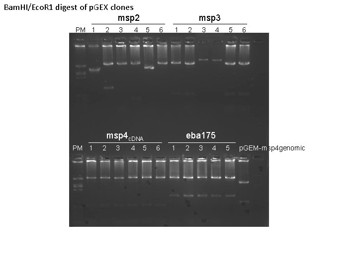 Bam. HI/Eco. R 1 digest of p. GEX clones msp 2 PM 1 2