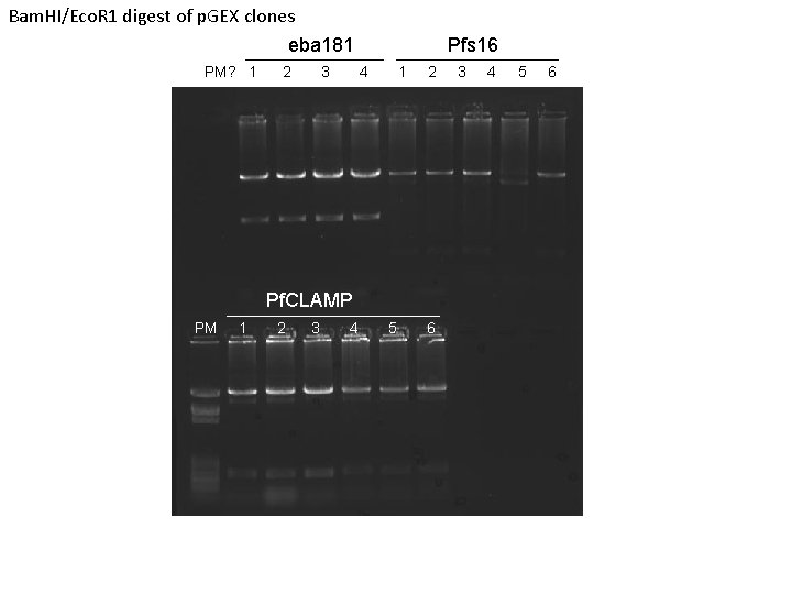 Bam. HI/Eco. R 1 digest of p. GEX clones eba 181 PM? 1 2