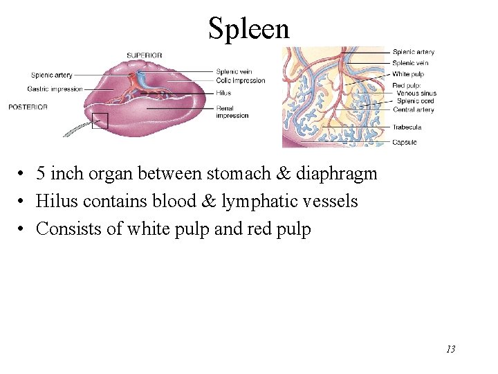 Spleen • 5 inch organ between stomach & diaphragm • Hilus contains blood &