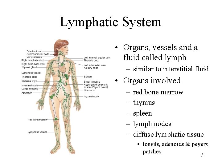 Lymphatic System • Organs, vessels and a fluid called lymph – similar to interstitial