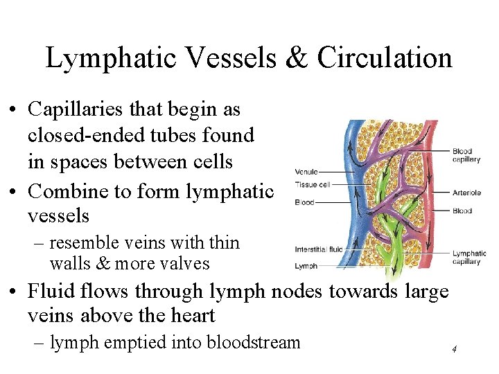 Lymphatic Vessels & Circulation • Capillaries that begin as closed-ended tubes found in spaces