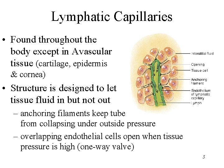 Lymphatic Capillaries • Found throughout the body except in Avascular tissue (cartilage, epidermis &