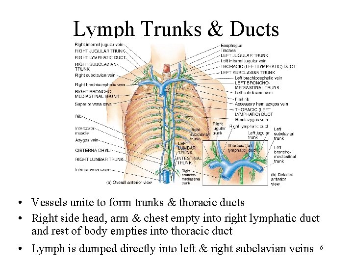 Lymph Trunks & Ducts • Vessels unite to form trunks & thoracic ducts •
