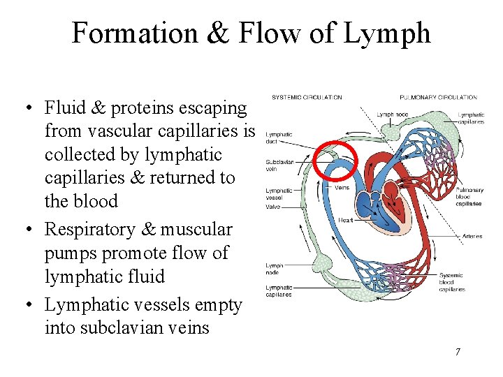 Formation & Flow of Lymph • Fluid & proteins escaping from vascular capillaries is