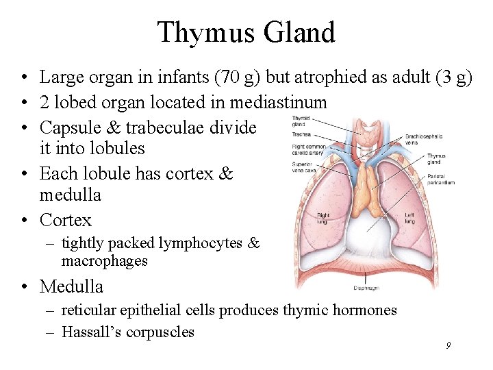 Thymus Gland • Large organ in infants (70 g) but atrophied as adult (3