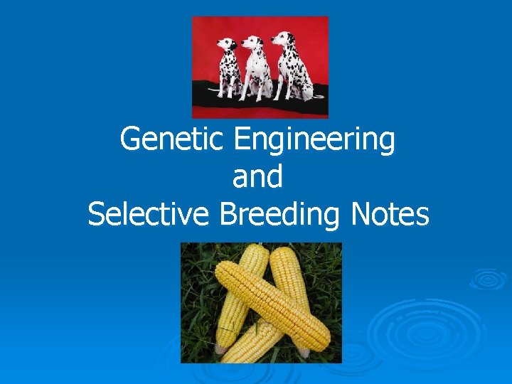 Genetic Engineering and Selective Breeding Notes 