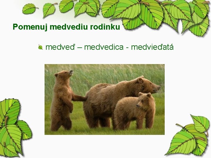 Pomenuj medvediu rodinku medveď – medvedica - medvieďatá 