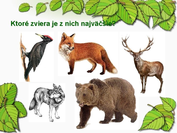 Ktoré zviera je z nich najväčšie? 