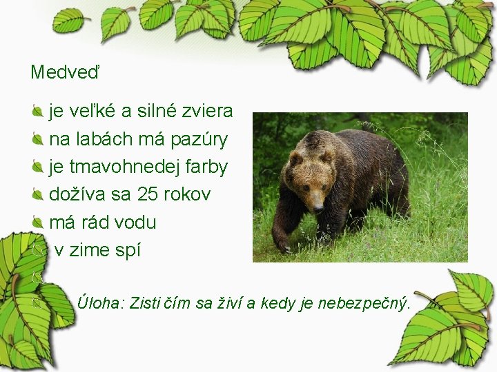 Medveď je veľké a silné zviera na labách má pazúry je tmavohnedej farby dožíva