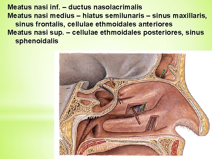 Meatus nasi inf. – ductus nasolacrimalis Meatus nasi medius – hiatus semilunaris – sinus