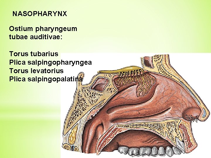 NASOPHARYNX Ostium pharyngeum tubae auditivae: Torus tubarius Plica salpingopharyngea Torus levatorius Plica salpingopalatina 