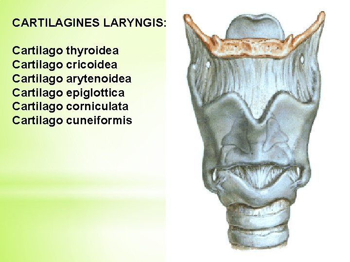 CARTILAGINES LARYNGIS: Cartilago thyroidea Cartilago cricoidea Cartilago arytenoidea Cartilago epiglottica Cartilago corniculata Cartilago cuneiformis