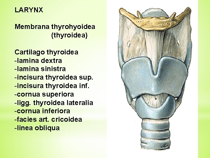 LARYNX Membrana thyrohyoidea (thyroidea) Cartilago thyroidea -lamina dextra -lamina sinistra -incisura thyroidea sup. -incisura