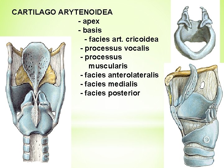 CARTILAGO ARYTENOIDEA - apex - basis - facies art. cricoidea - processus vocalis -