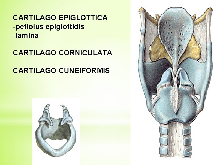 CARTILAGO EPIGLOTTICA -petiolus epiglottidis -lamina CARTILAGO CORNICULATA CARTILAGO CUNEIFORMIS 