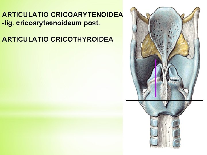 ARTICULATIO CRICOARYTENOIDEA -lig. cricoarytaenoideum post. ARTICULATIO CRICOTHYROIDEA 