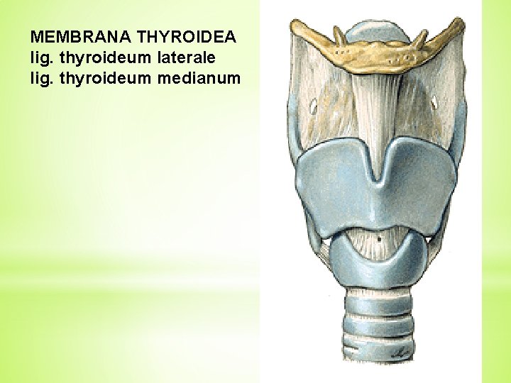 MEMBRANA THYROIDEA lig. thyroideum laterale lig. thyroideum medianum 