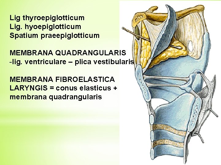 Lig thyroepiglotticum Lig. hyoepiglotticum Spatium praeepiglotticum MEMBRANA QUADRANGULARIS -lig. ventriculare – plica vestibularis MEMBRANA