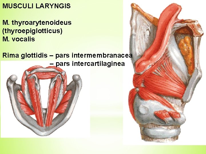 MUSCULI LARYNGIS M. thyroarytenoideus (thyroepiglotticus) M. vocalis Rima glottidis – pars intermembranacea – pars