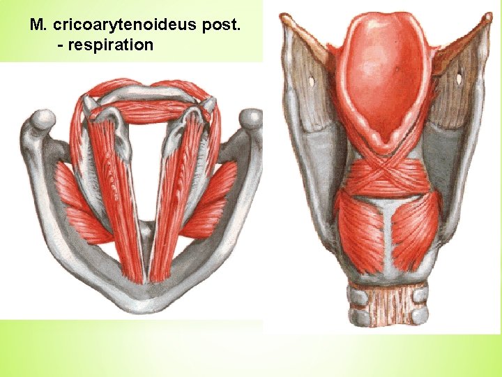 M. cricoarytenoideus post. - respiration 